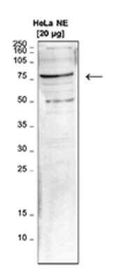 Western Blot: LEO1 Antibody [NBP3-18638] - Figure 1. Western blot analysis using the antibody directed against hLEO1 Nuclear extracts from HeLa cells (20 ug) were analysed by western blot using the antibody against hLEO1 diluted 1:1,000 in TBS-Tween containing 5% skimmed milk. The position of the protein of interest is indicated on the right; the marker (in kDa) is shown on the left.